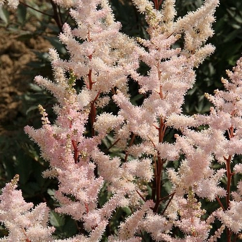 Астильба Арендса 'Броунзлауб' (кремово - розовая)