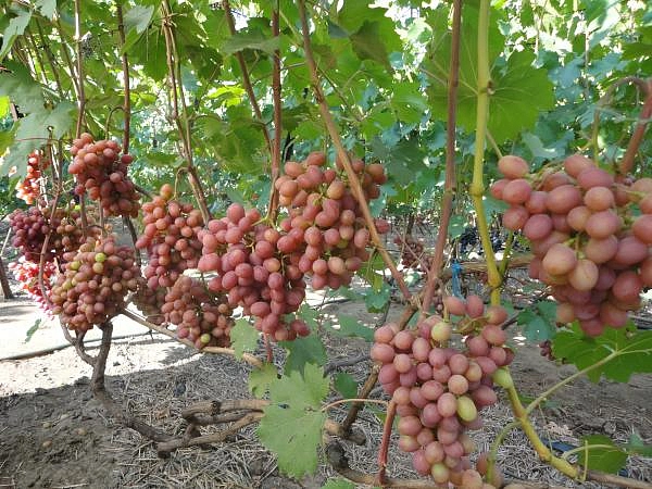 Виноград 'Гурман радужный'