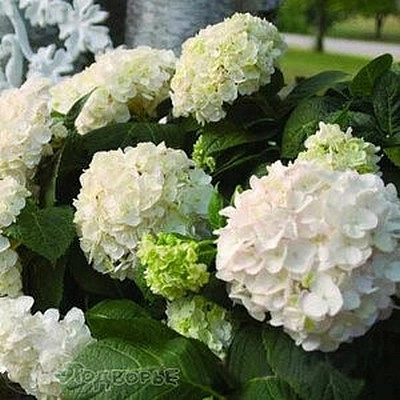 Гортензия крупнолистная 'Эндлесс Саммер Брайд'