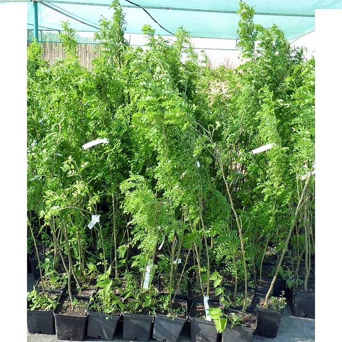 Акация (карагана) древовидная