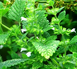 Мелисса лекарственная