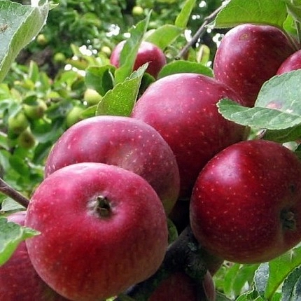 Яблоня домашняя 'Коваленко'