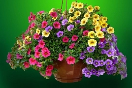 Петуния калиброхоа ампельная (кашпо)