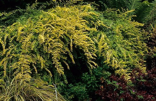 Жимолость блестящая 'Баггезенс Голд'