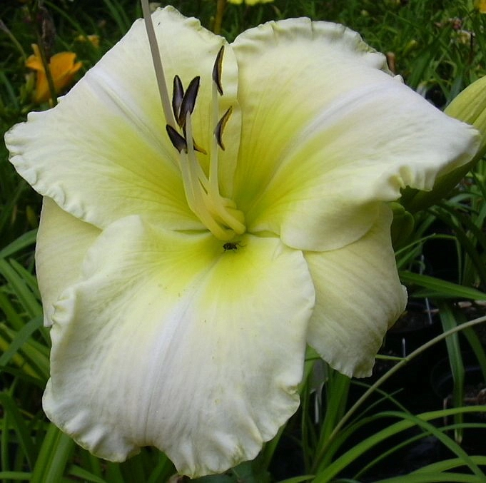 Лилейник поздний (Тунберга) 'Арктик Сноу'