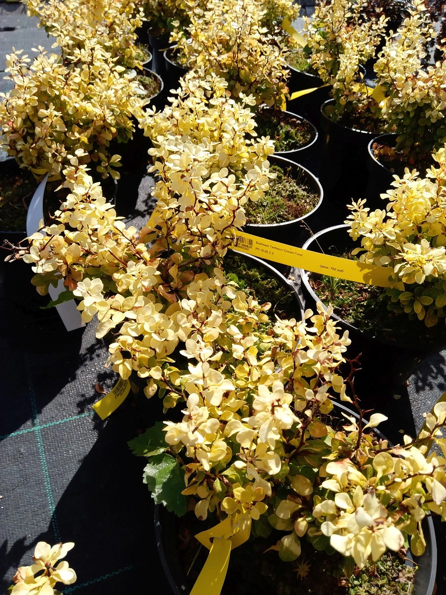 Барбарис Тунберга 'Спешл Голд'