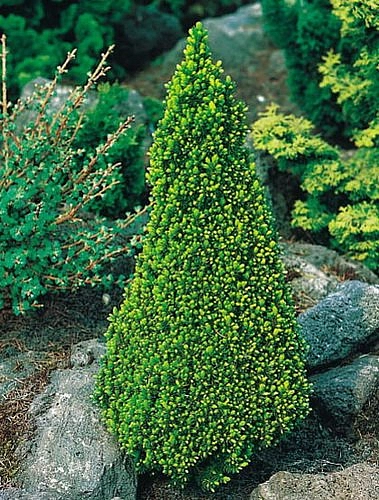 Ель сизая 'Пикколо' 