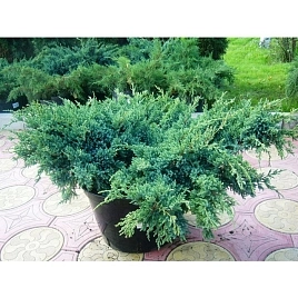 Можжевельник чешуйчатый Холгер (Holger)