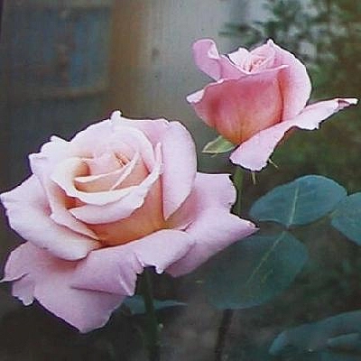 Роза 'Элиза' (чайно-гибридная) (розовая)