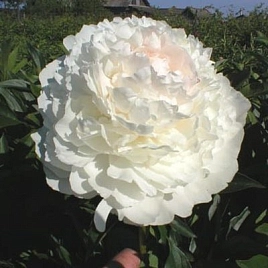 Пион молочноцветковый 'Алиса Хардинг' (розовый)