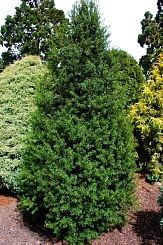 Тис ягодный 'Оверейндери'