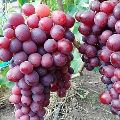 Виноград 'Памяти учителя'