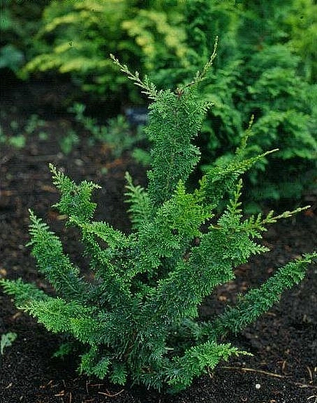 Кипарисовик тупой Йеллоу Тедди Бир: купить саженцы Chamaecyparis obtusa Yellow T