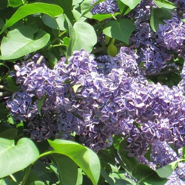 Сирень обыкновенная 'Кавур' (фиолетово - синия)
