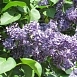 Сирень обыкновенная 'Кавур' (фиолетово - синия)