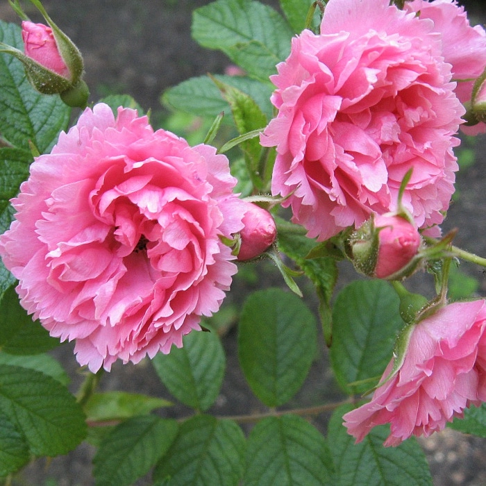 Роза 'Пинк Гротендорст' (парковая) (розовая)