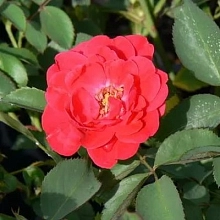 Роза 'Николас' (парковая) (красно - кораловая)