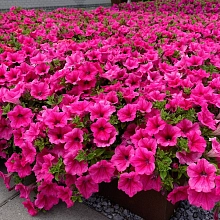 Петуния (сурфиния) гибридная 'Попутия Пиккола Хот Пинк'