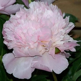 Пион молочноцветковый 'Аллерти'