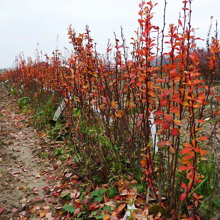 Барбарис Тунберга 'Паувау'