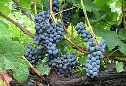 Виноград 'Альфа' Виноград 'Альфа'