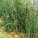 Камыш озёрный