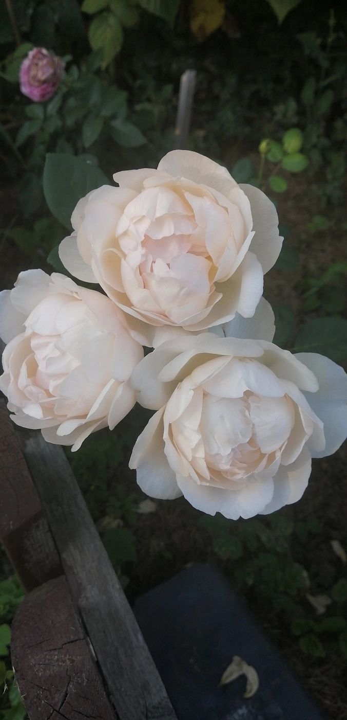 Роза 'Френч Брекфаст' (парковая) (кремовая)