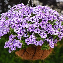 Петуния ампельная 'Светуния Старфиш' (кашпо)