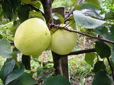 Яблоня домашняя 'Народное'