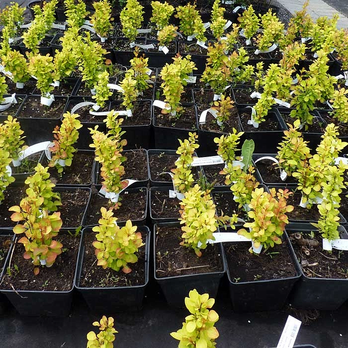 Барбарис вильсона Марианна (Marianne)