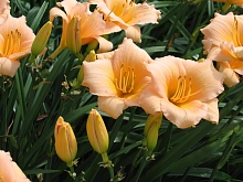 Лилейник гибридный 'Мини Перл'