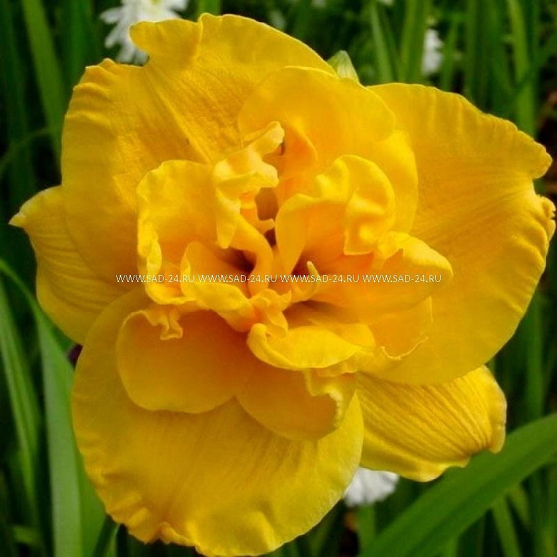 Лилейник гибридный "Патриция Джоджо"