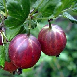 Крыжовник 'Финский красный'