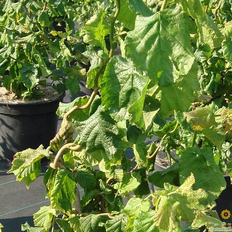 Лещина обыкновенная 'Твистер'