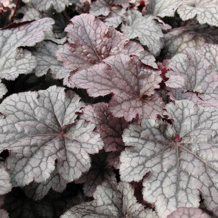 Плюм Пудинг