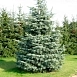Пихта одноцветная