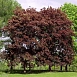 Клен остролистный 'Фассенс Блэк'