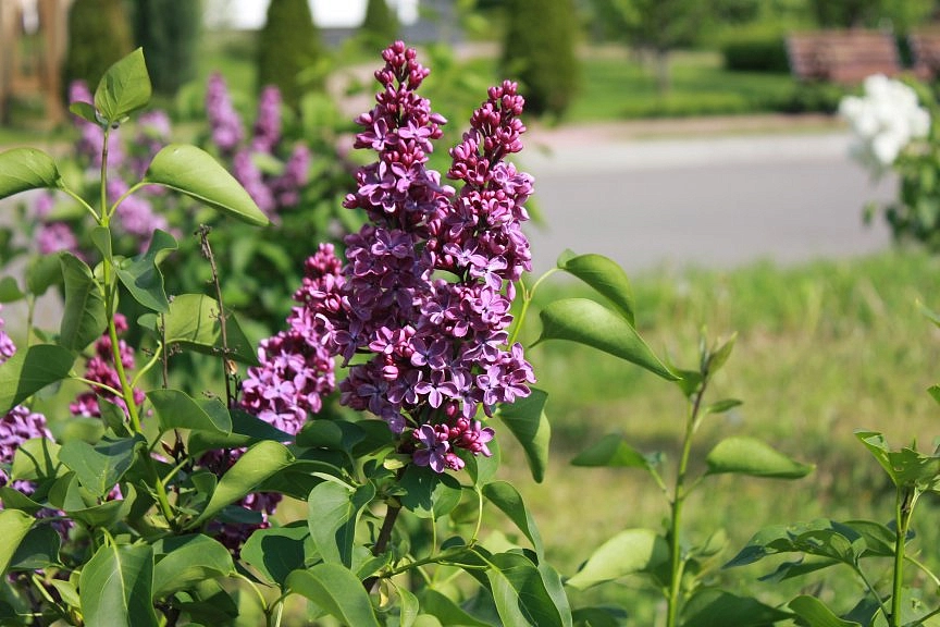 Сирень обыкновенная 'Туссен Л'Увертюр' (фиолетовая)