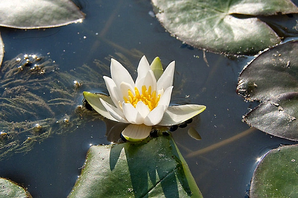 Кувшинка 'Пигмеа Альба'