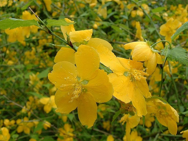 Керия японская (Кerria japonica)