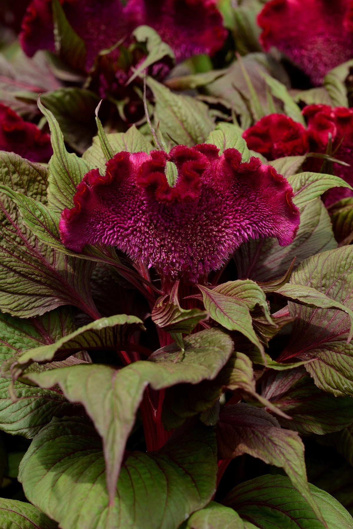 Целозия серебристая гребенчатая 'Дракула Ред'