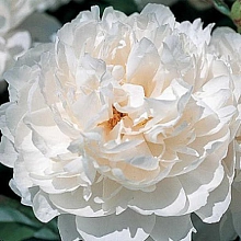 Пион молочноцветковый 'Класс Акт' (белый)
