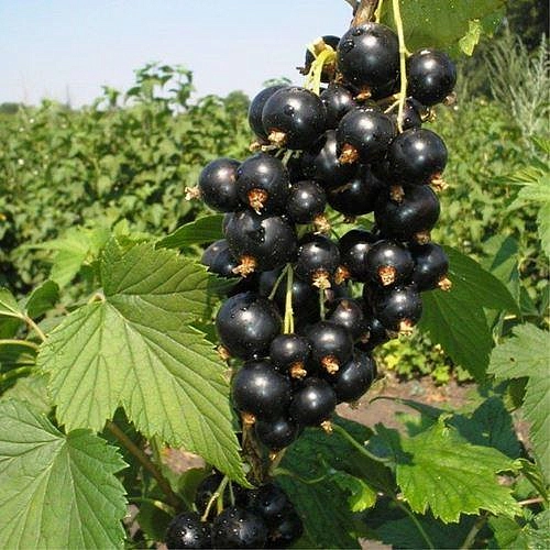 Смородина черная 'Ажурная'