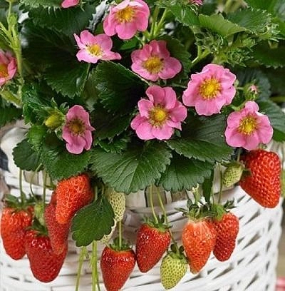 Земляника (клубника) 'Роман'