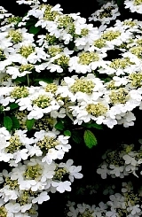 Калина складчатая 'Ватанабе'