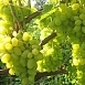 Виноград 'Восторг'