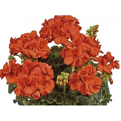 Пеларгония зональная 'Тоскана Смарт Патриция Оранж' (оранжевая, зеленый лист)