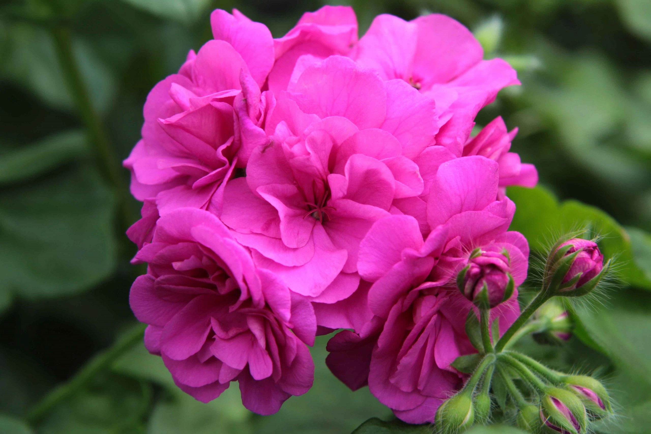 Пеларгония плющелистная 'Елис' (сиренево-малиновая)