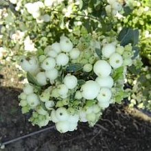 Снежноягодник Доренбоза 'Уайт Хедж'