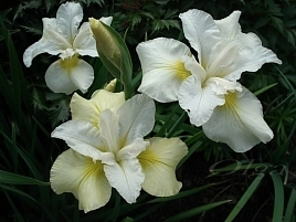 Ирис сибирский 'Мун Силк'